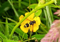 Chrysotoxum_bicinctum